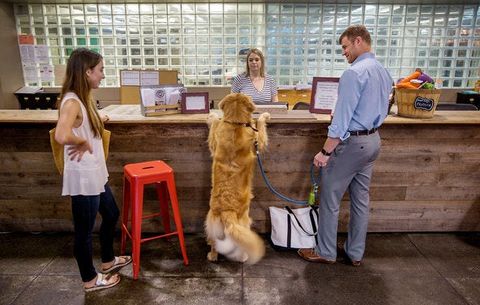 A golden retriever stands with its paws on a shop counter beside its owners